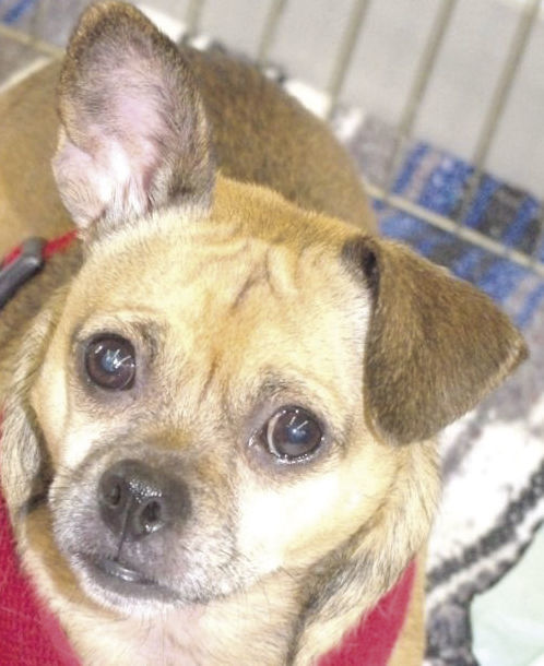 Pets of the Week: Rone